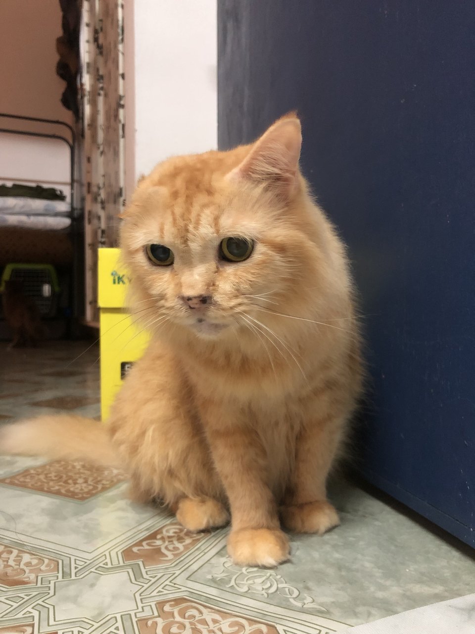 Oyen - Domestic Medium Hair Cat