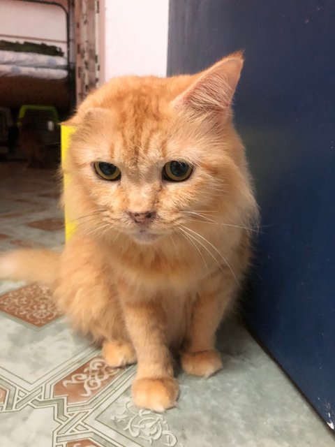 Oyen - Domestic Medium Hair Cat