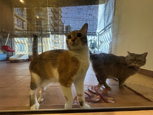 Sushi - Domestic Short Hair + Calico Cat