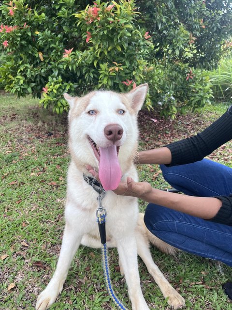 Bruno - Husky Dog