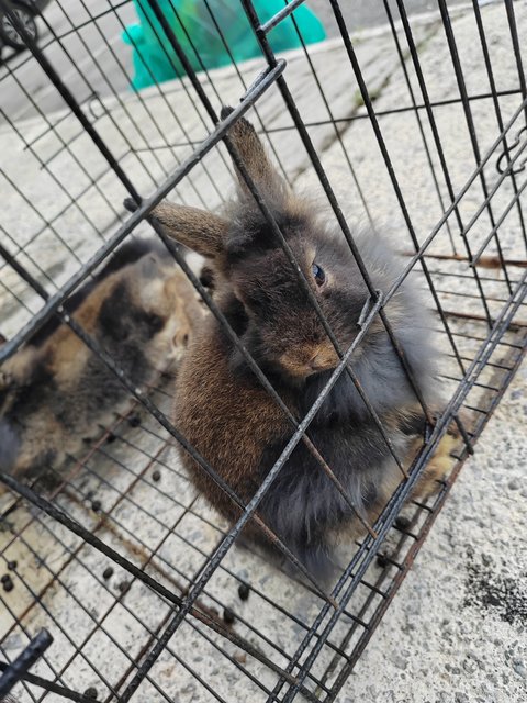 Bunnies - Rex + Lionhead Rabbit