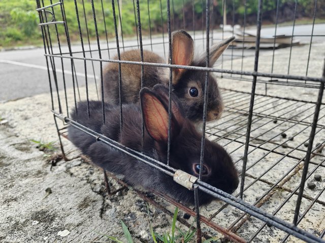 Bunnies - Rex + Lionhead Rabbit