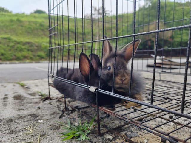 Bunnies - Rex + Lionhead Rabbit