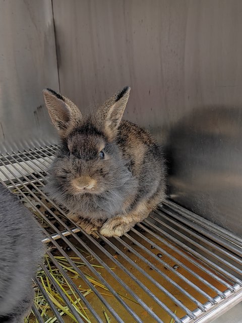 Bunnies - Rex + Lionhead Rabbit