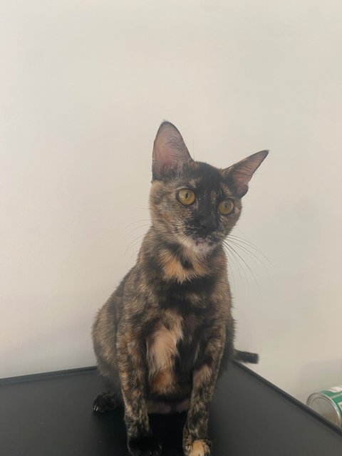 Miau Miau - Tortoiseshell Cat