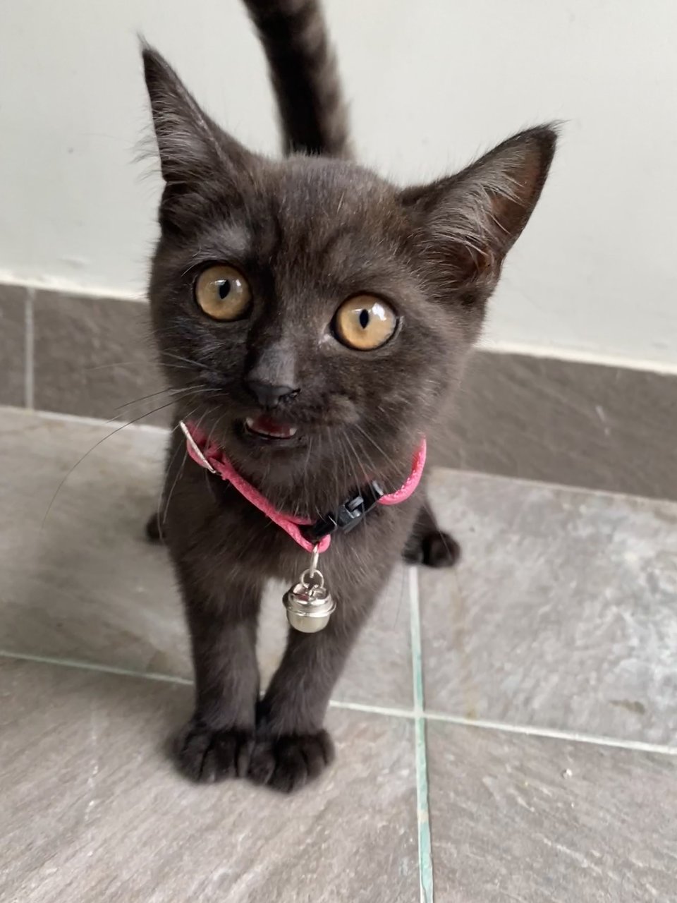 Felix - British Shorthair + Domestic Medium Hair Cat