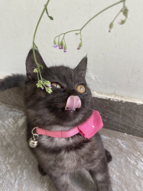 Felix - British Shorthair + Domestic Medium Hair Cat