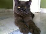 Tommy Blanc - Exotic Shorthair Cat