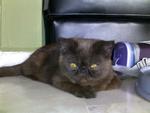 Tommy Blanc - Exotic Shorthair Cat