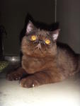 Tommy Blanc - Exotic Shorthair Cat