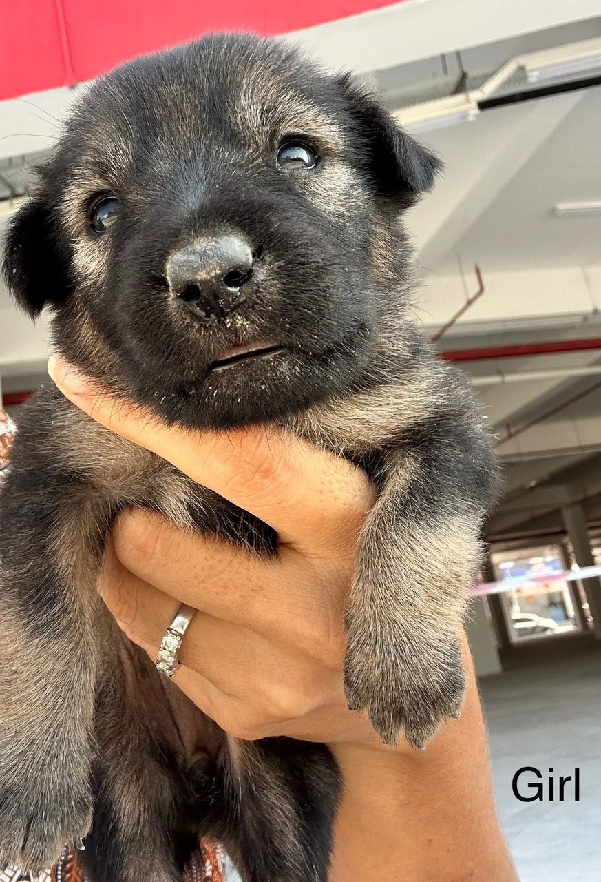 Cute Puppies  - Mixed Breed Dog