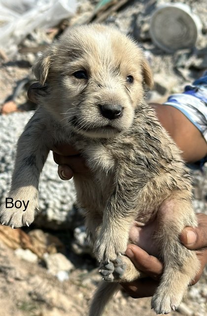 Cute Puppies  - Mixed Breed Dog