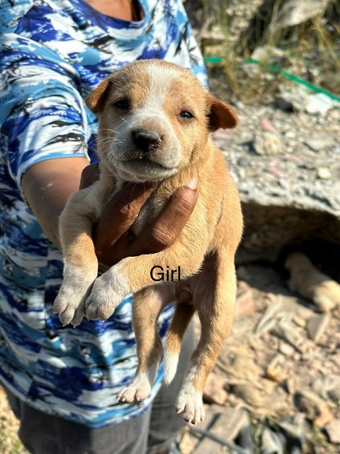 Cute Puppies  - Mixed Breed Dog