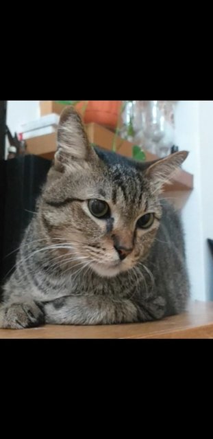 Hazelnut - Domestic Short Hair Cat