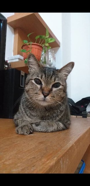 Hazelnut - Domestic Short Hair Cat