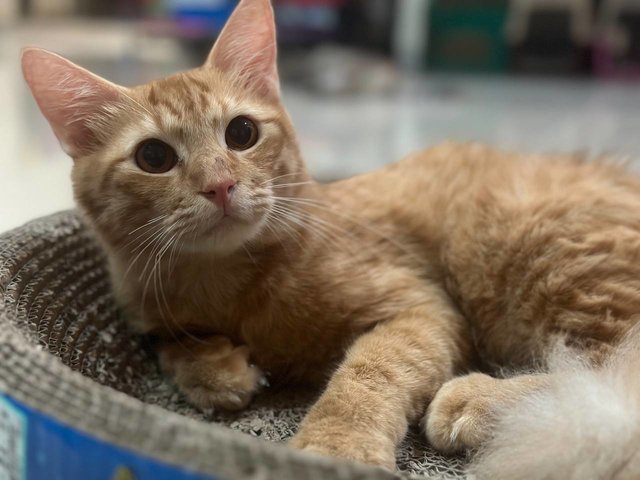 Cinnamon - Domestic Long Hair Cat