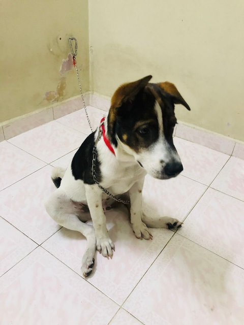 Rocky Boy - Mixed Breed Dog