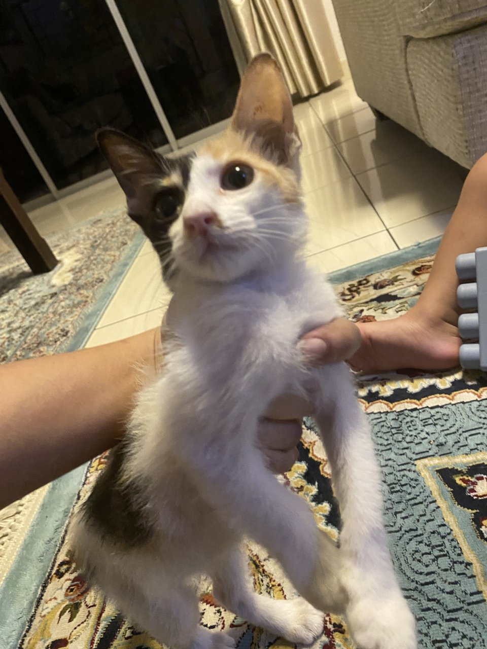 Amor The Calico - Domestic Short Hair + Calico Cat