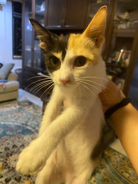 Amor The Calico - Domestic Short Hair + Calico Cat