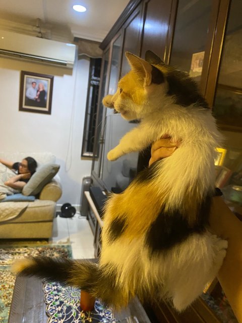 Amor The Calico - Domestic Short Hair + Calico Cat