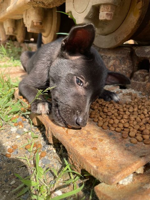 Little Miss Gutsy - Mixed Breed Dog