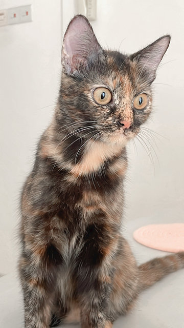 Brown - Tortoiseshell Cat