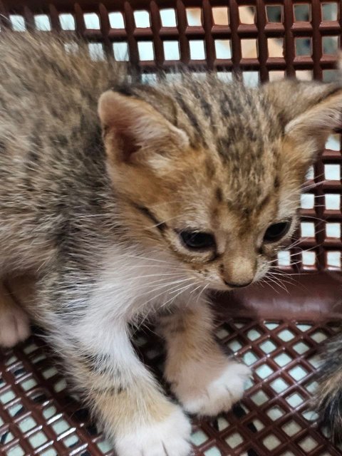 New Born Kitten  - Domestic Medium Hair Cat