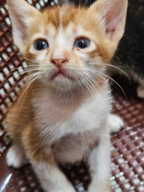 New Born Kitten  - Domestic Medium Hair Cat