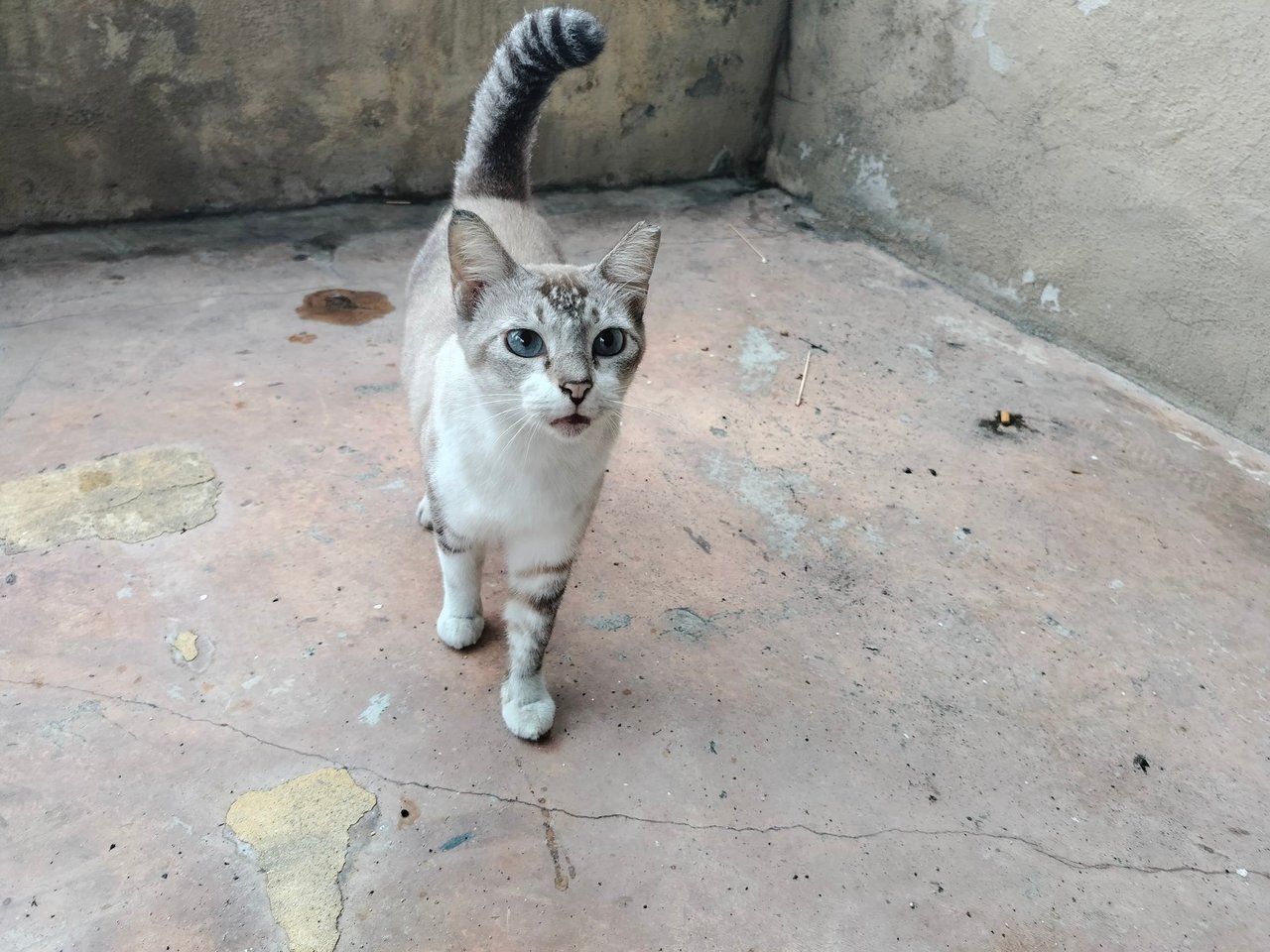 Kitty - Tabby + Domestic Short Hair Cat