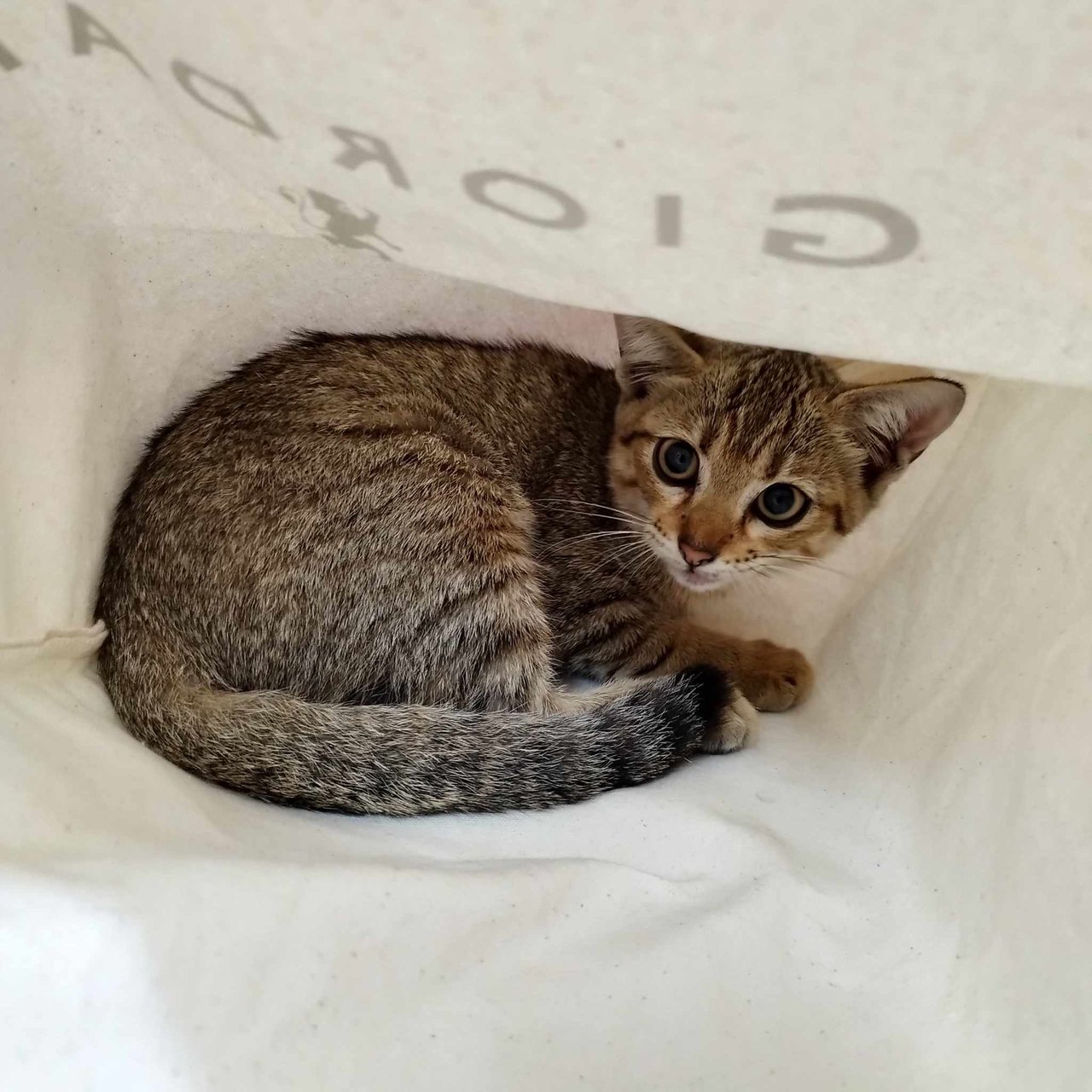 Chubby Lilo - Domestic Short Hair Cat