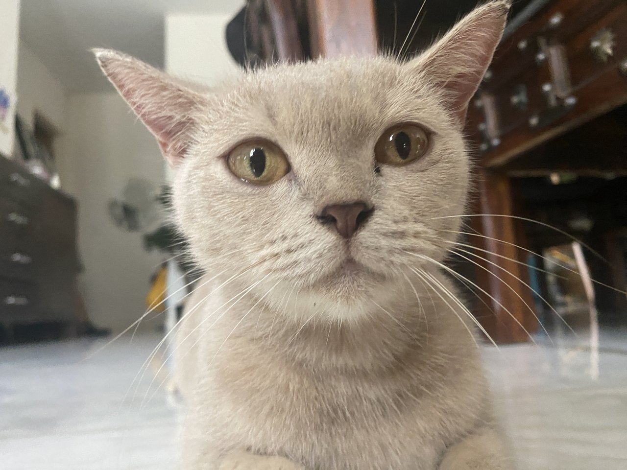 Lily - British Shorthair + Domestic Short Hair Cat