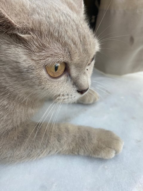 Lily - British Shorthair + Domestic Short Hair Cat