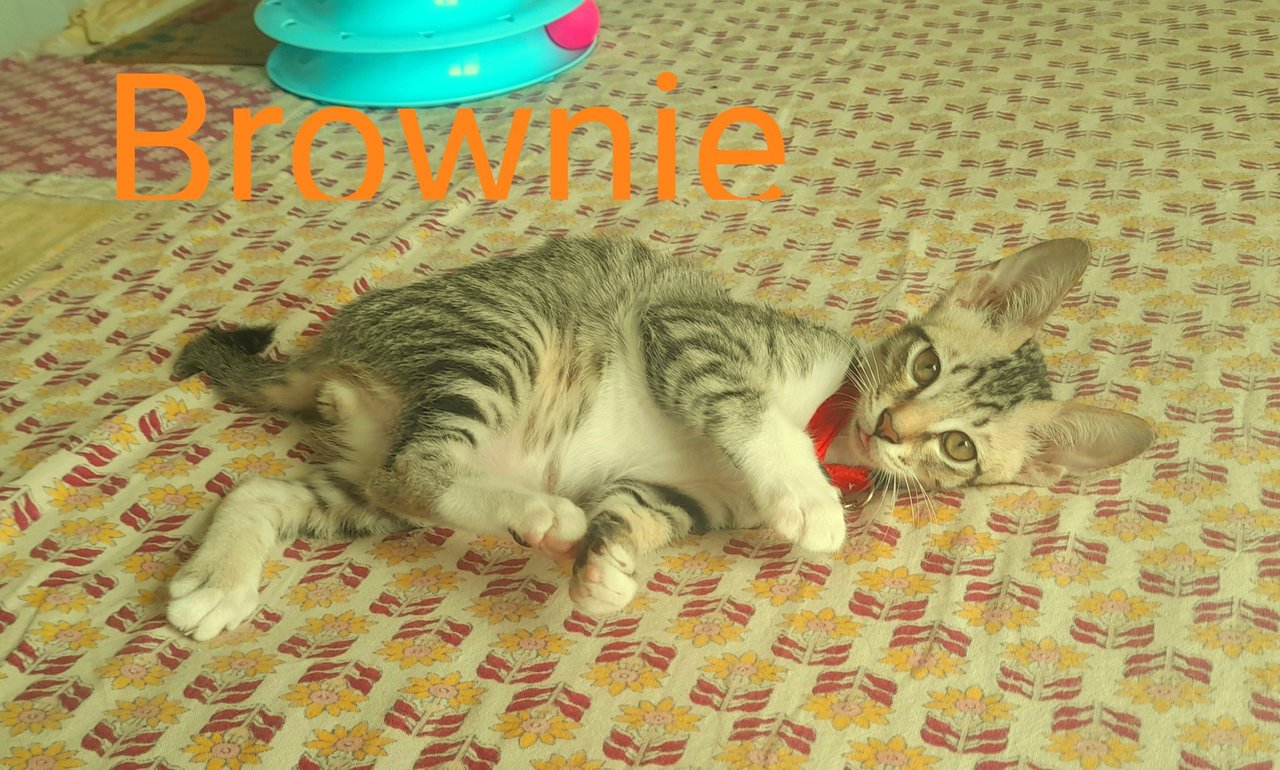 Cookie And Brownie - Domestic Short Hair Cat