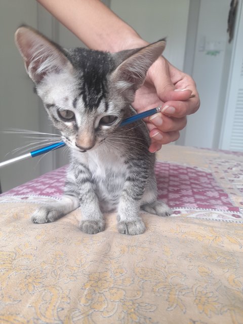 Brownie, with paint brush to chew so he stays still during his playtime with Cookie while we click h