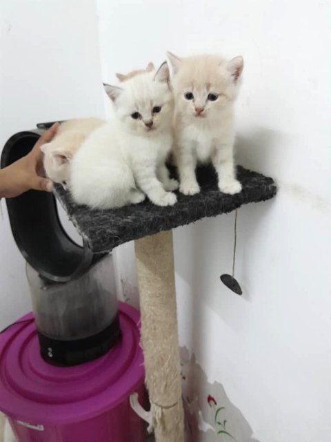 Baby - British Shorthair Cat