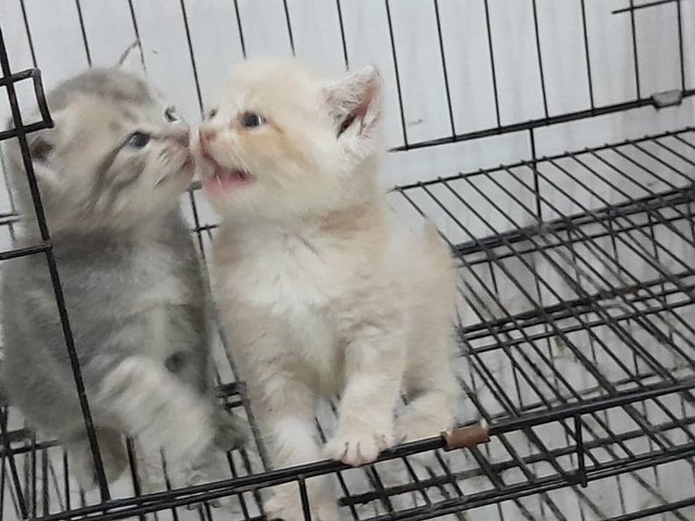 Baby - British Shorthair Cat