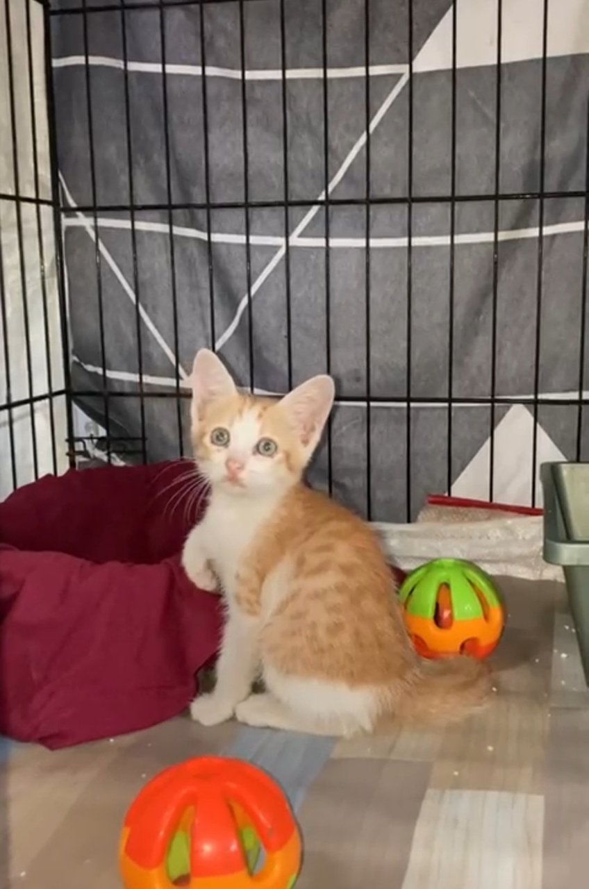 Tangerine Kitten For Adoption - Domestic Short Hair Cat