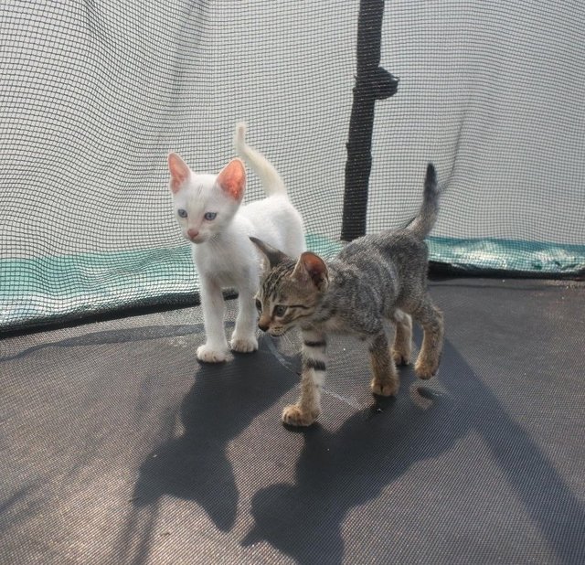 Milo &amp; Horlicks - Domestic Short Hair Cat