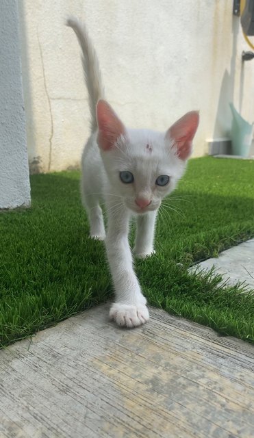 Milo &amp; Horlicks - Domestic Short Hair Cat