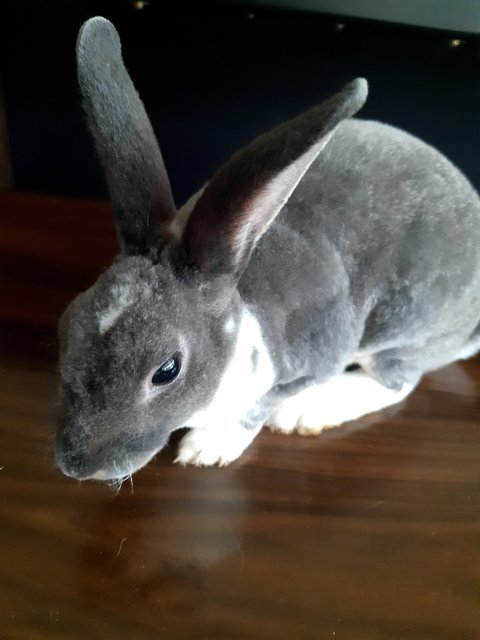 Spotty - Mini Rex Rabbit