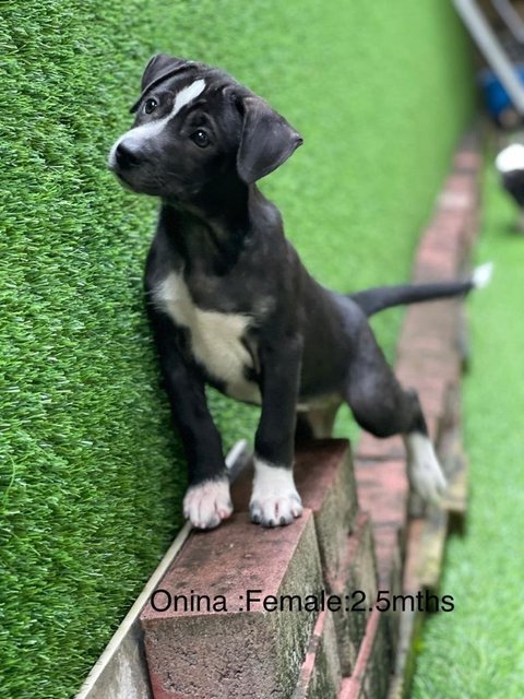 Onina - Mixed Breed Dog