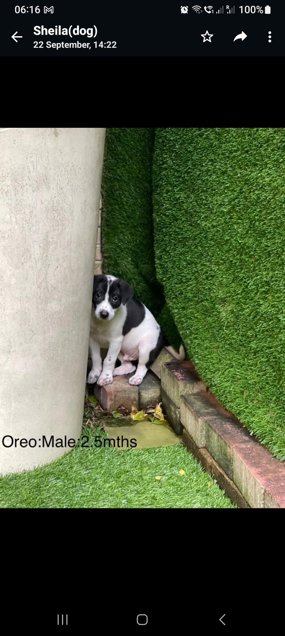 Oreo 2 - Mixed Breed Dog