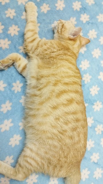 Mochi - Domestic Short Hair Cat