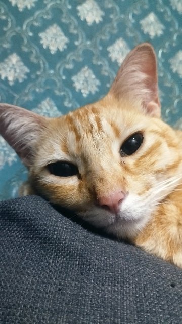 Mochi - Domestic Short Hair Cat