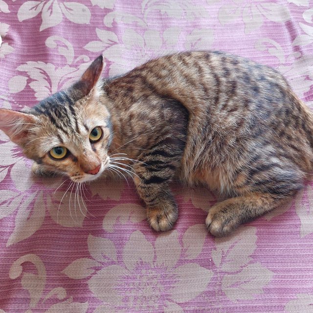 Koko, Kiki &amp; Kaka - Domestic Medium Hair + Tabby Cat