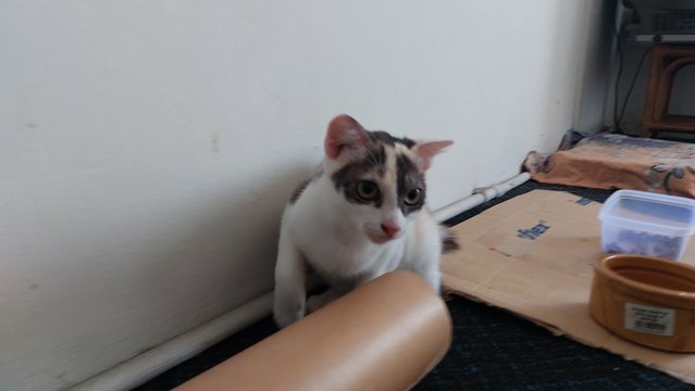 Koko, Kiki &amp; Kaka - Domestic Medium Hair + Tabby Cat