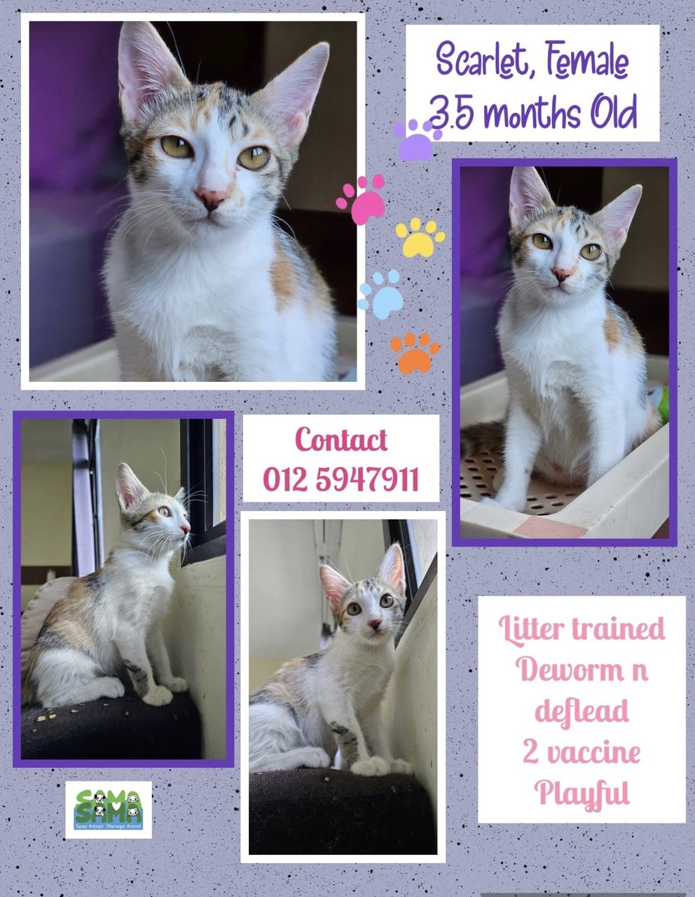 Calico + Domestic Short Hair Kitten For Adoption - 6 Months, Scarlett ...