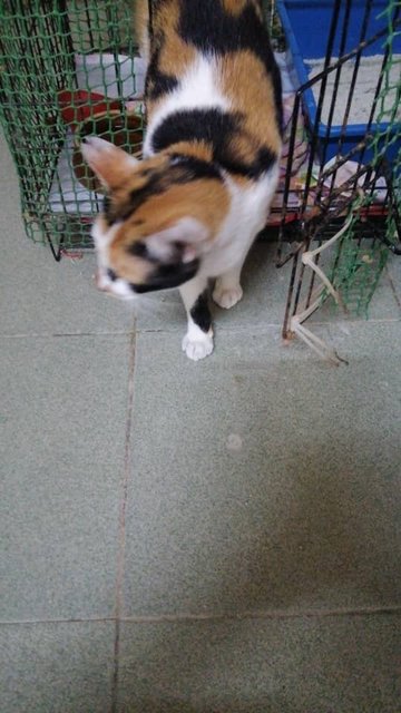 (Who Lost Calico? Spayed) - Domestic Short Hair + Calico Cat