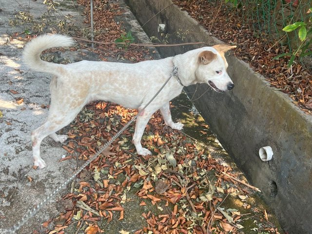 Angel (Dv) - Mixed Breed Dog