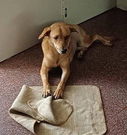 Mandy - Labrador Retriever Mix Dog